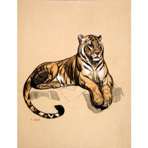 Tiger lying, 1925